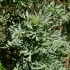 Artemisia ludoviciana -- Edelraute